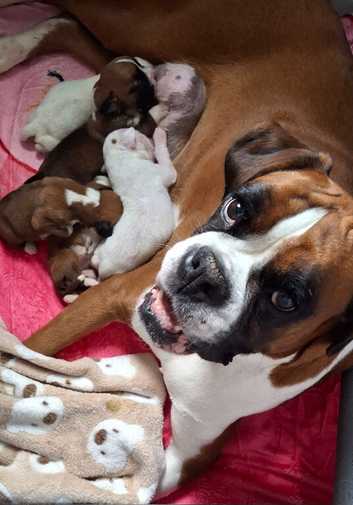 7 beautiful  kc registered  puppies