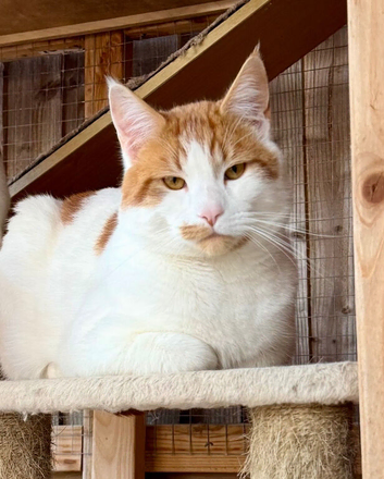 GORGEOUS GENTLE GIANT
