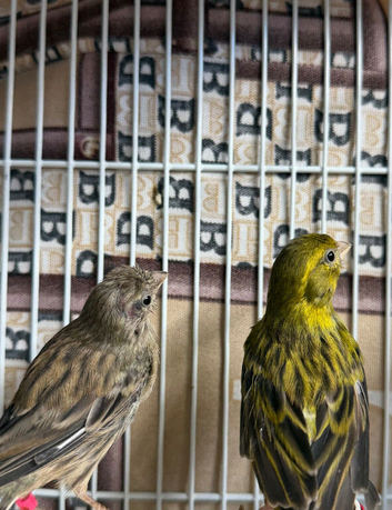 Stunning miniature Raza canary pair