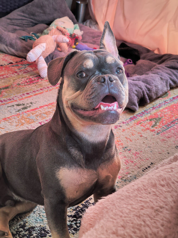 Frenchie for stud