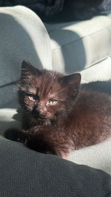 2 kittens still available