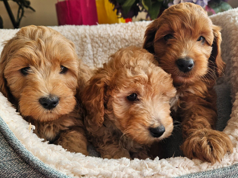 Ready, breeder, 4 dna clear red small miniature cockapoo litter