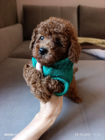 Toy Poodle Puppies Ready To New Home