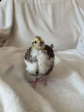 Quail