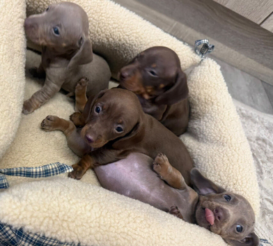 Miniature dachshund