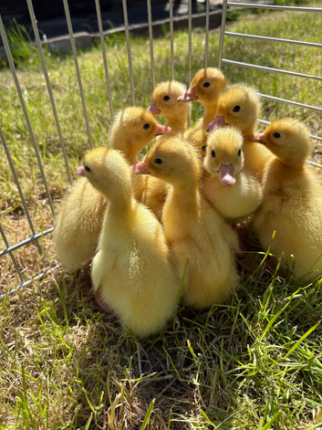Cherry valley ducklings