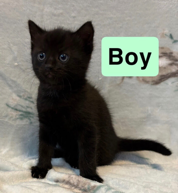 2 male kittens