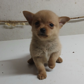 Pomchi