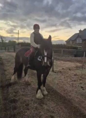 15.3/16h Irish cob gelding alrounder