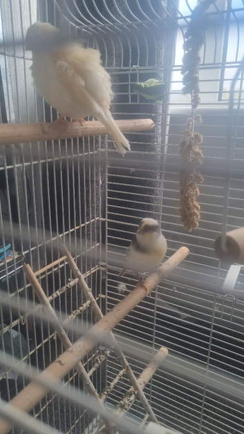 2 birds and cage