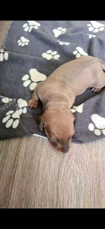 Dachshund puppy