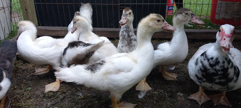 Muscovy ducklings