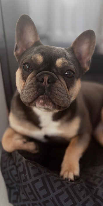 French bull dog girl