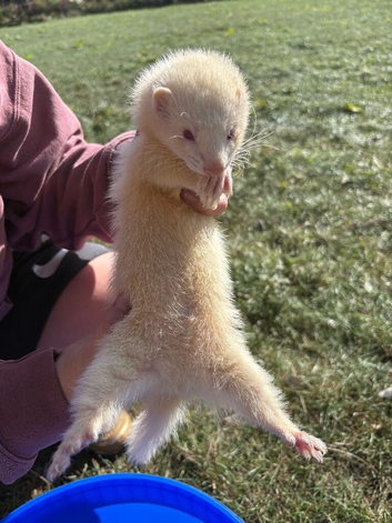 Half micro albino hob ferret for sale