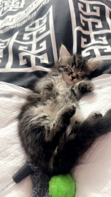 Female kitten table mainecone 11 weeks
