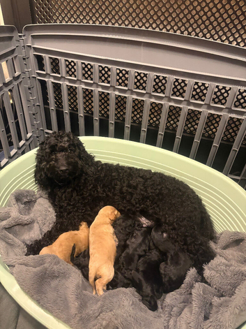 Beautiful F3 Cockapoo Puppies