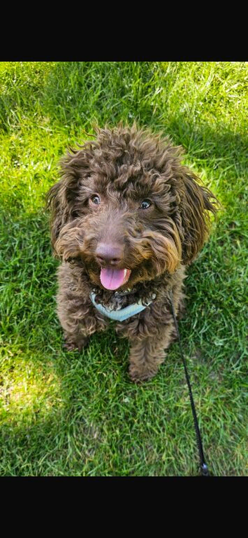Gorgeous coco brown miniature poodle puppy 8 months old
