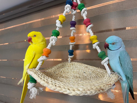 Indian ringneck parrots