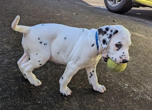 healthy male Dalmatian puppies