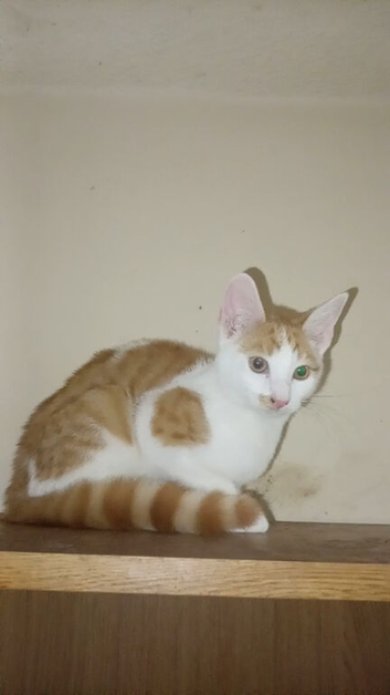 15 week old ginger and white spotted bengal kitten