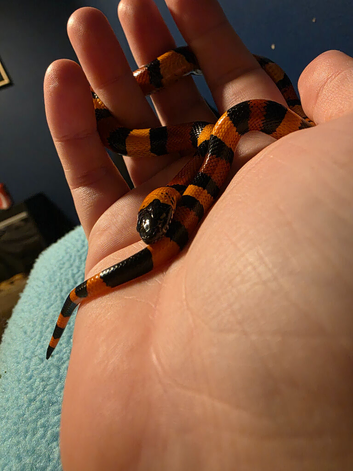 1 year old milk snake