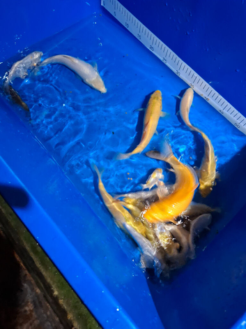 Koi