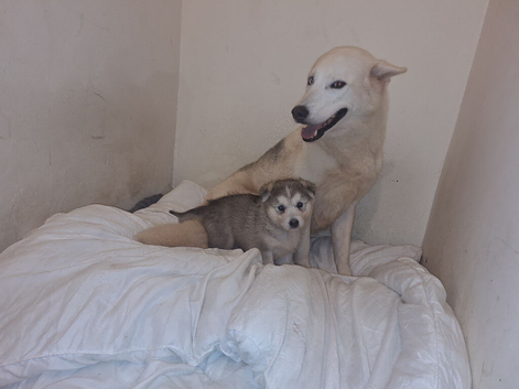Husky puppy
