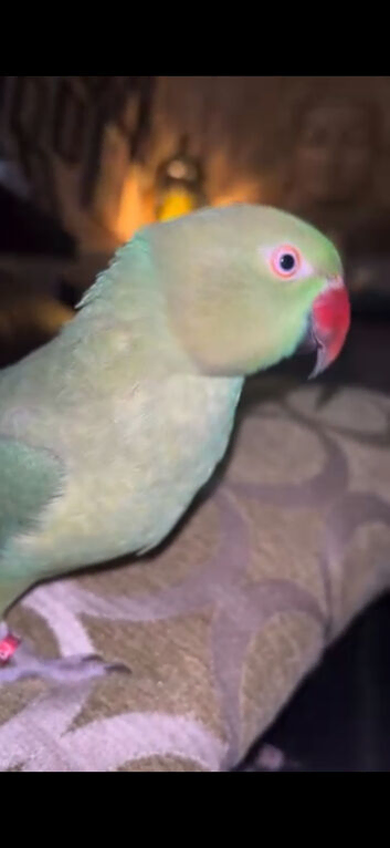 2 year old female Indian Ringneck
