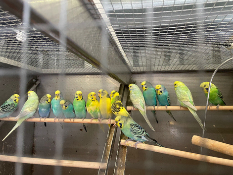 Budgies looking for new homes