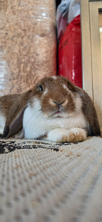 Pure bred French lop giant boy 16 weeks old
