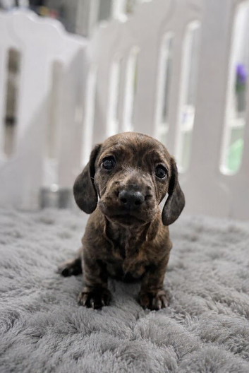 Stunning Red Brindle Dachshunds (mini)