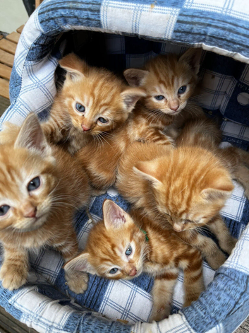 Beautiful fluffy ginger kittens