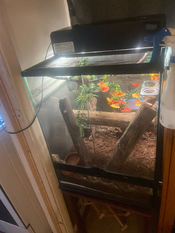 STUNNING CRESTED GECKO PAIR + BABIES + COMPLETE LIVING SETUP  EVERYTHING YOU NEED!!!