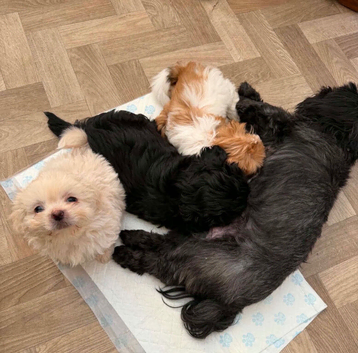 Pekanese x shihtzu - 2 available