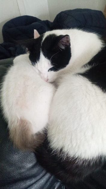 Kittens for sale