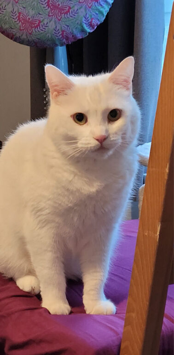 Cat for rehome