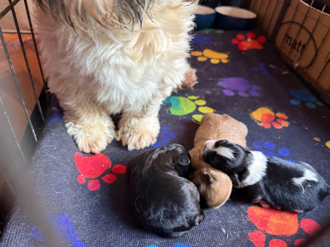 Shihpoo puppies from a galaxy faraway