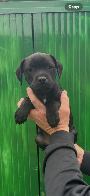 Staffordshire bull terrier