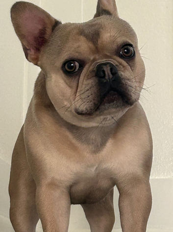 Well behaved french bulldog looking for a forever loving home