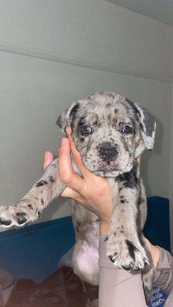 Cane corso x catahoula x massiff