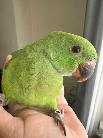 Baby handreared indian ringneck parrot
