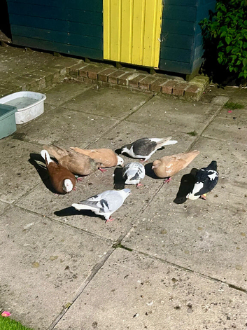 Iranian and Afghan pigeons (((plz read description first)))