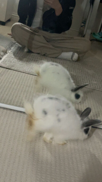 Jersey wooly bunny