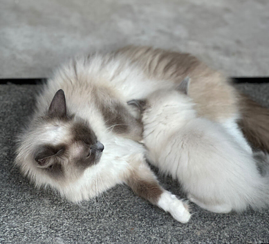 Raggy fluff balls need new scratch pad