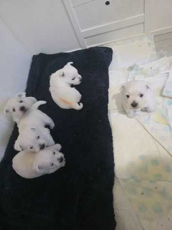 Westie puppies