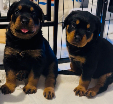 3 gorgeous full pedigree Rottweiler boys left