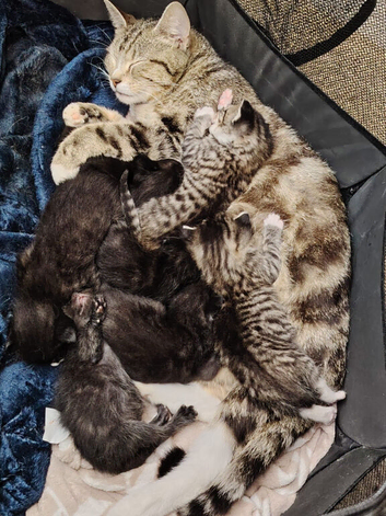 9 week old kittens