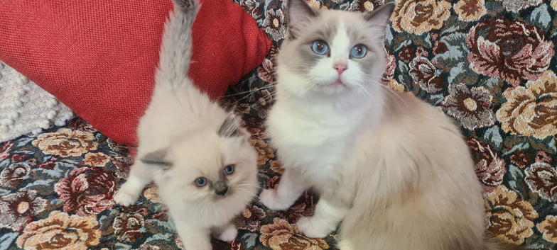 Adorable ragdoll kitten for sale