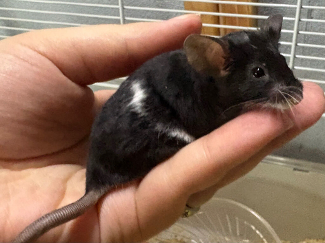Really friendly black & white male fancy mouse
