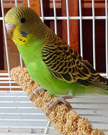 Baby budgies . 12 weeks old and ready to leave.
